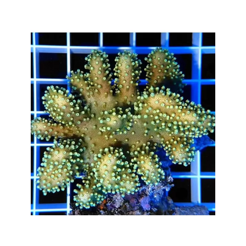 Lobophytum sp (double) L-size Bali Lobophytum sp (double) L-size Bali