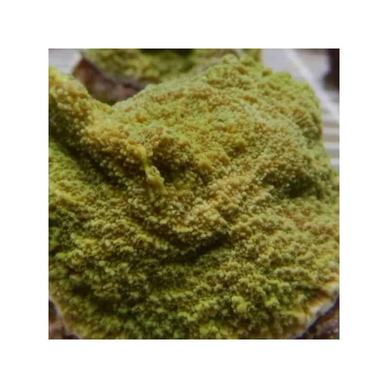 Montipora Australiensis green frag