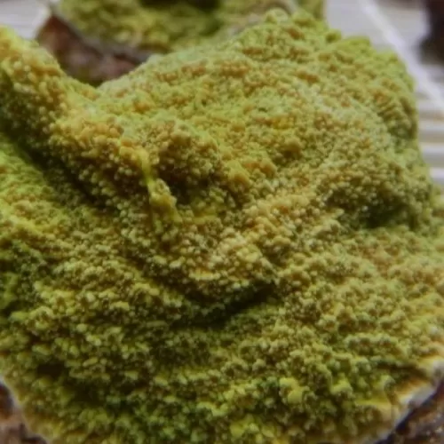 Montipora Australiensis green frag