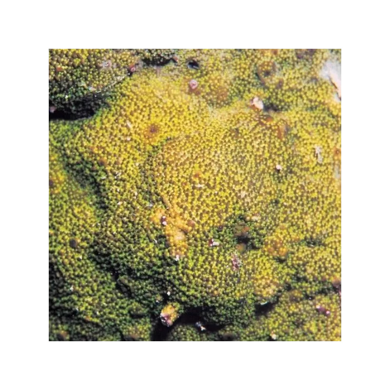 Montipora tuberculosa M size Montipora tuberculosa M size