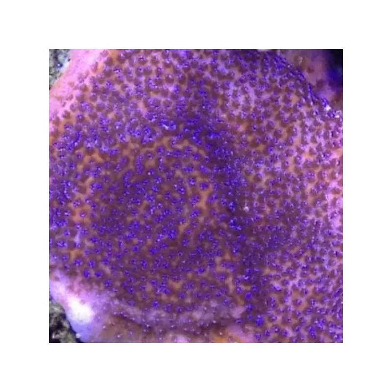 Montipora tuberculosa M size Montipora tuberculosa M size
