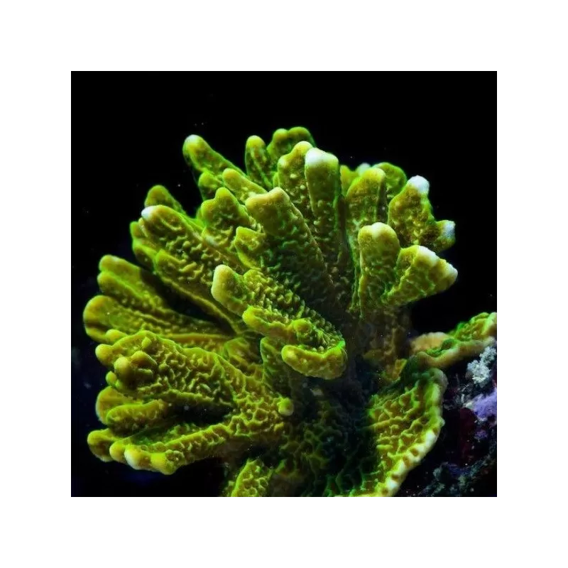 Montipora Confusa Green 7 14 cm