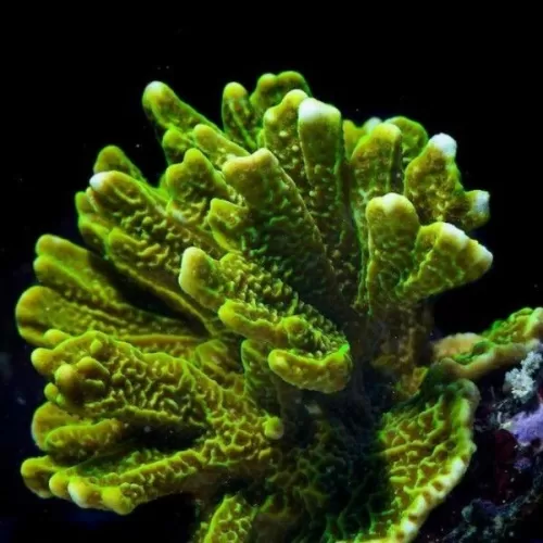 Montipora Confusa Green 7 14 cm