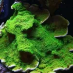 Montipora Australiensis -  Green Plate Coral (L)