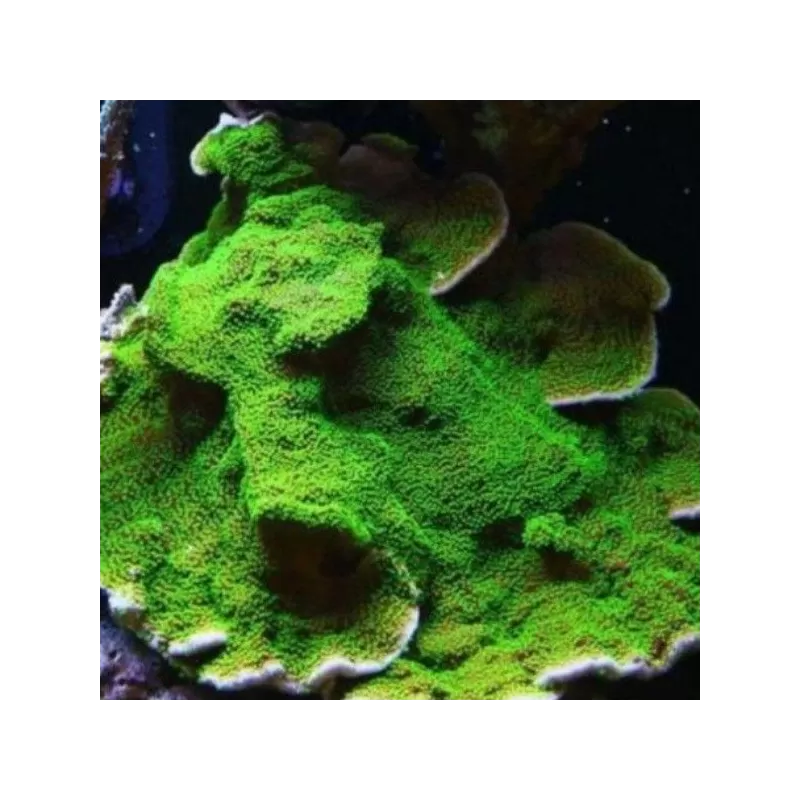Montipora Australiensis green plate coral L size