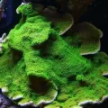 Montipora Australiensis green plate coral L size