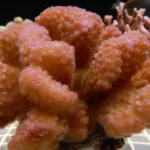 Pocillopora Orange Pink L-size