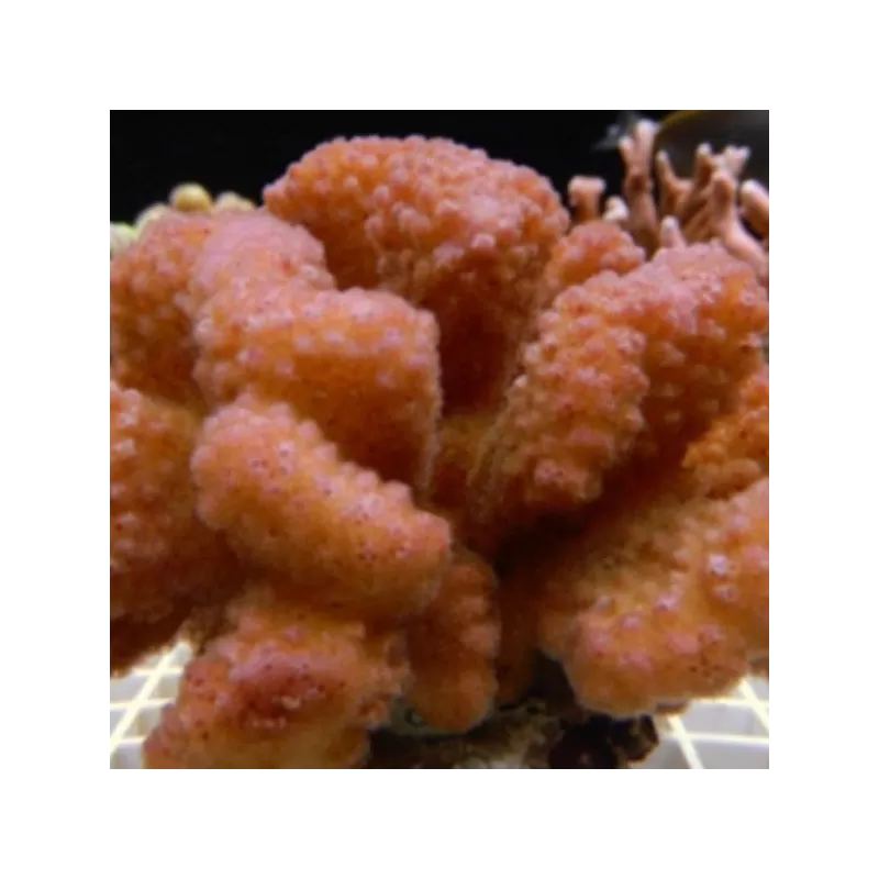 Pocillopora orange pink