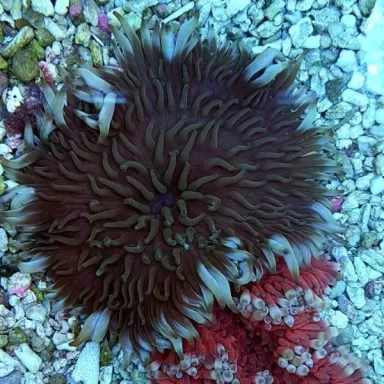 Stichodactyla Helianthus Assorted Colors Stichodactyla Helianthus Assorted Colors