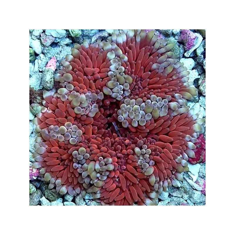 Stichodactyla Helianthus White/Red Stichodactyla Helianthus White/Red