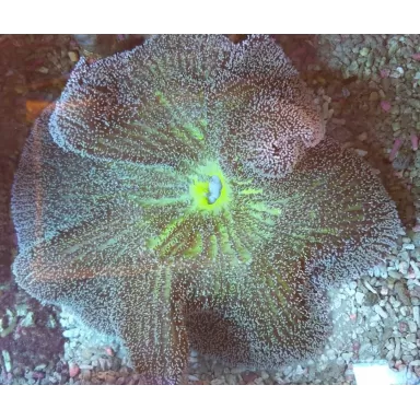 Stoichacti kenti green colored carpet anemone