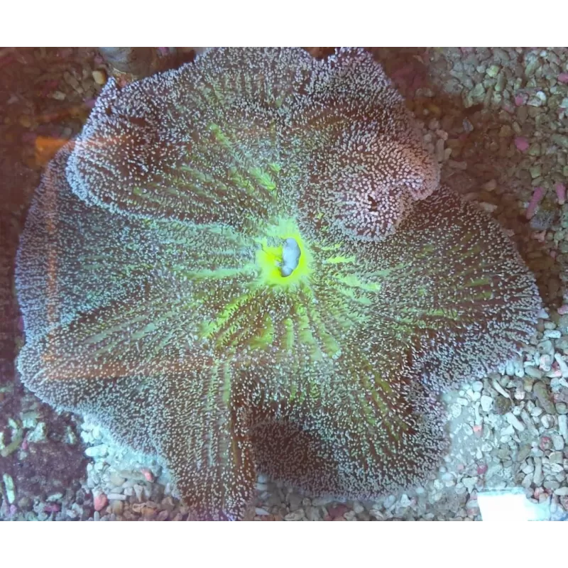 Stoichacti kenti green colored carpet anemone Stoichacti kenti green colored carpet anemone