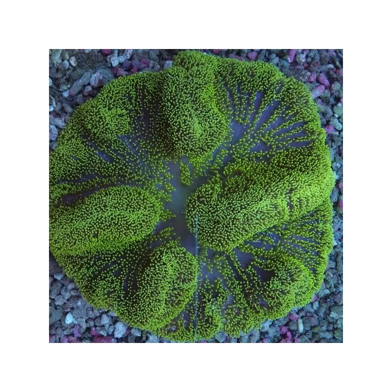Stoichacti kenti green colored carpet anemone Stoichacti kenti green colored carpet anemone