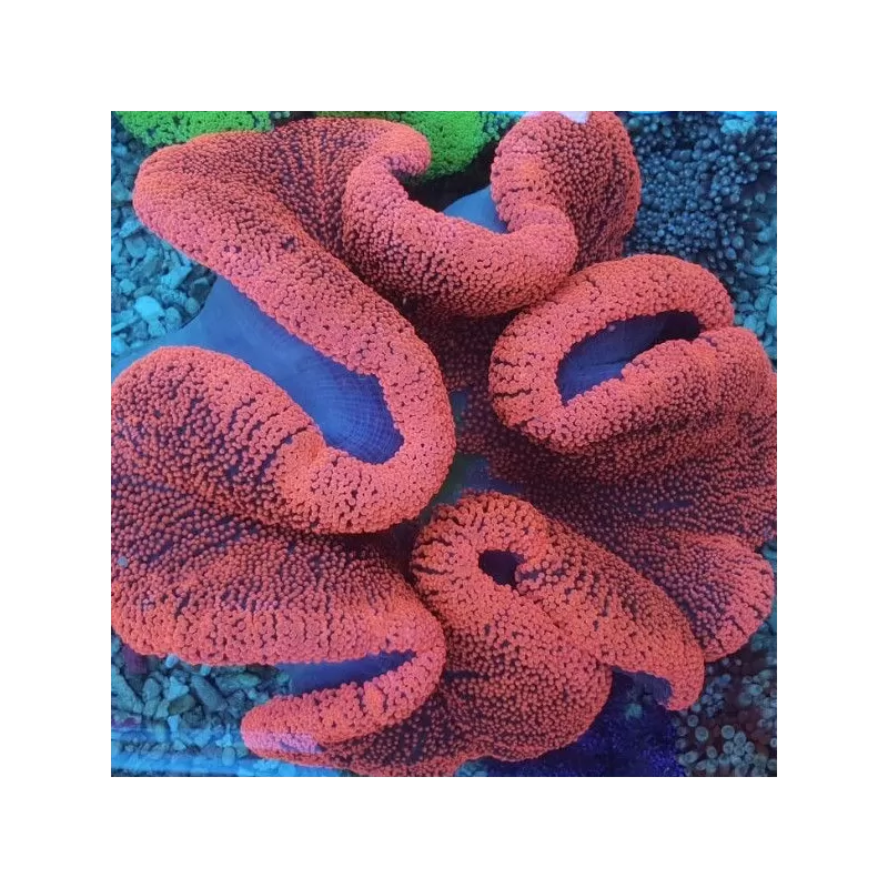 Stoichacti Kenti Red Colored Carpet Anemone Fillepijnen Stoichacti Kenti Red Colored Carpet Anemone Fillepijnen