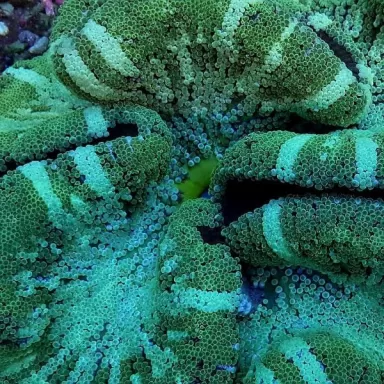Stichodactyla gigantea grüner Streifen| Coralandfishstore.nl