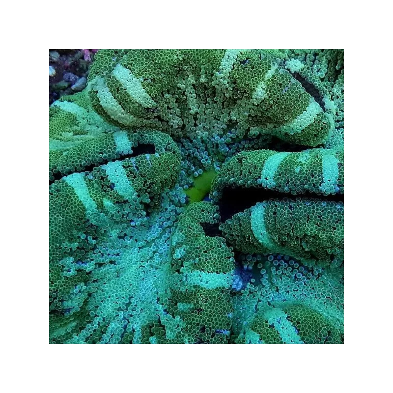 Stoichacti Kenti Green Stripe (XL) Stoichacti Kenti Green Stripe (XL)