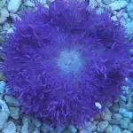 Macrodactyla Doreensis Purple