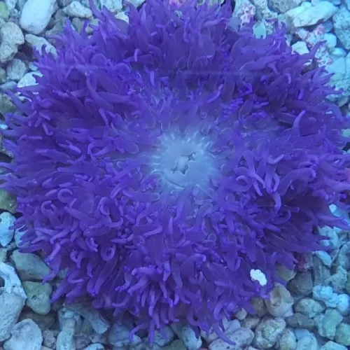 Macrodactyla doreensis purple