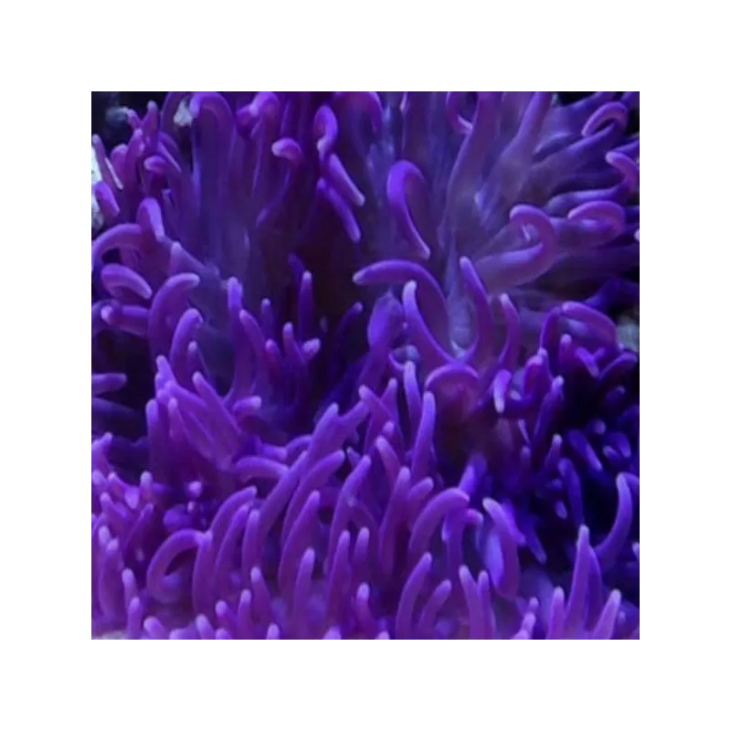 Macrodactyla doreensis purple Macrodactyla doreensis purple
