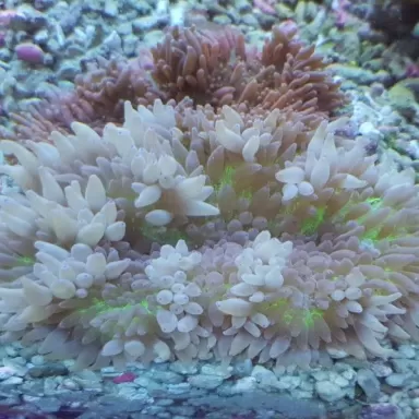 Stichodactyla Helianthus Assorted Colors Stichodactyla Helianthus Assorted Colors