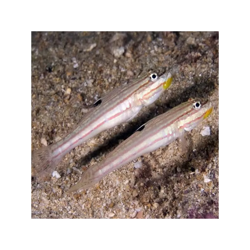 Valenciennea Muralis