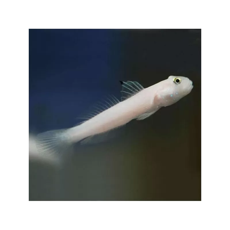 Valenciennea Sexguttata M Valenciennea Sexguttata M