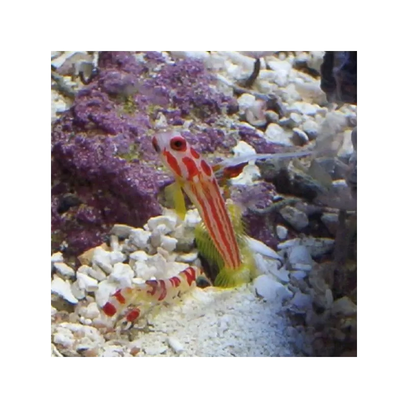Stonogobiops Yasha Stonogobiops Yasha