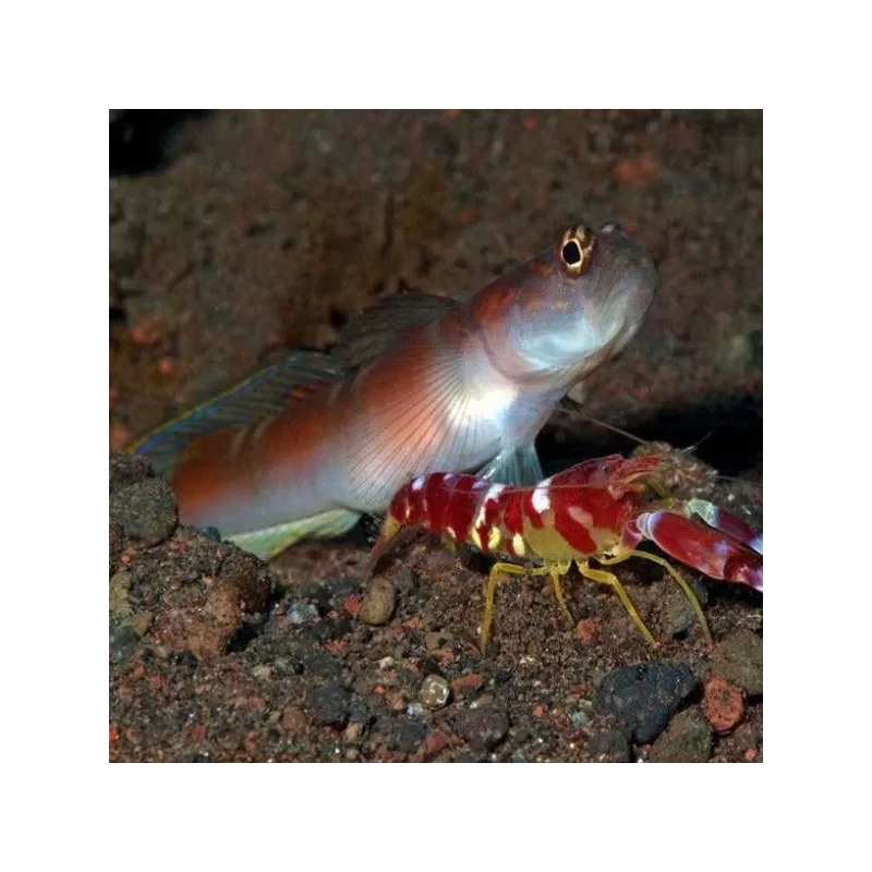 amblyeleotris yanoi amblyeleotris yanoi