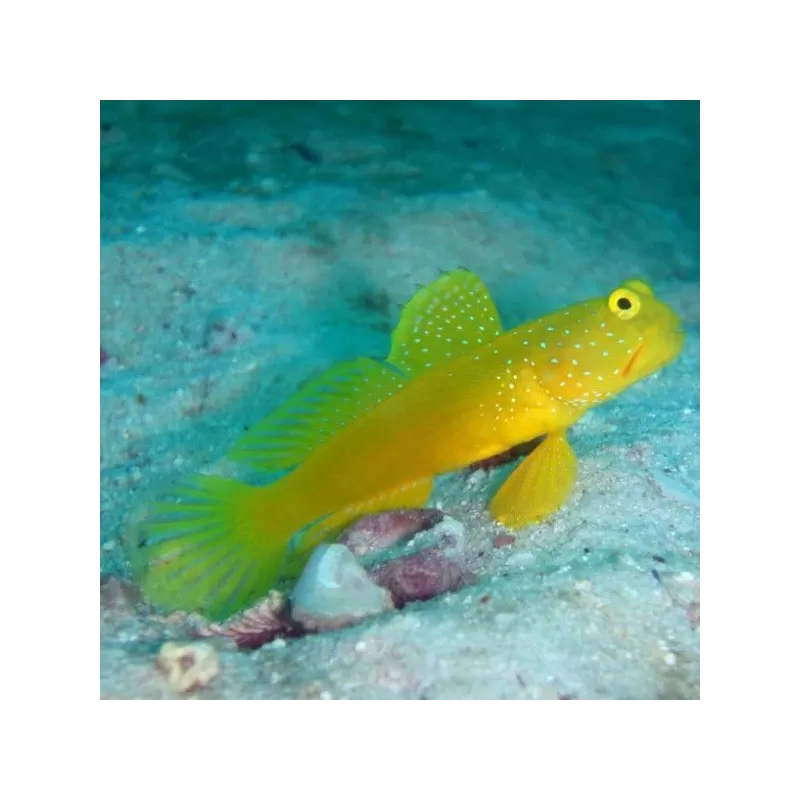 Cryptocentrus Cinctus Cryptocentrus Cinctus