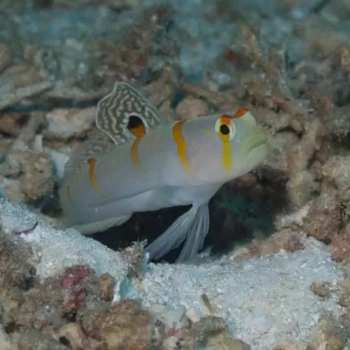 Möchten Sie Amblyeleotris Randalli - Randall-Grundel kaufen?|Coralandfishstore.nl