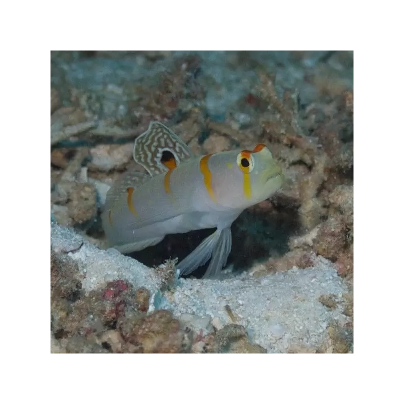 amblyeleotris randalli amblyeleotris randalli