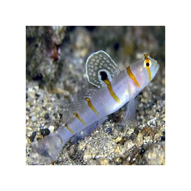 amblyeleotris randalli amblyeleotris randalli