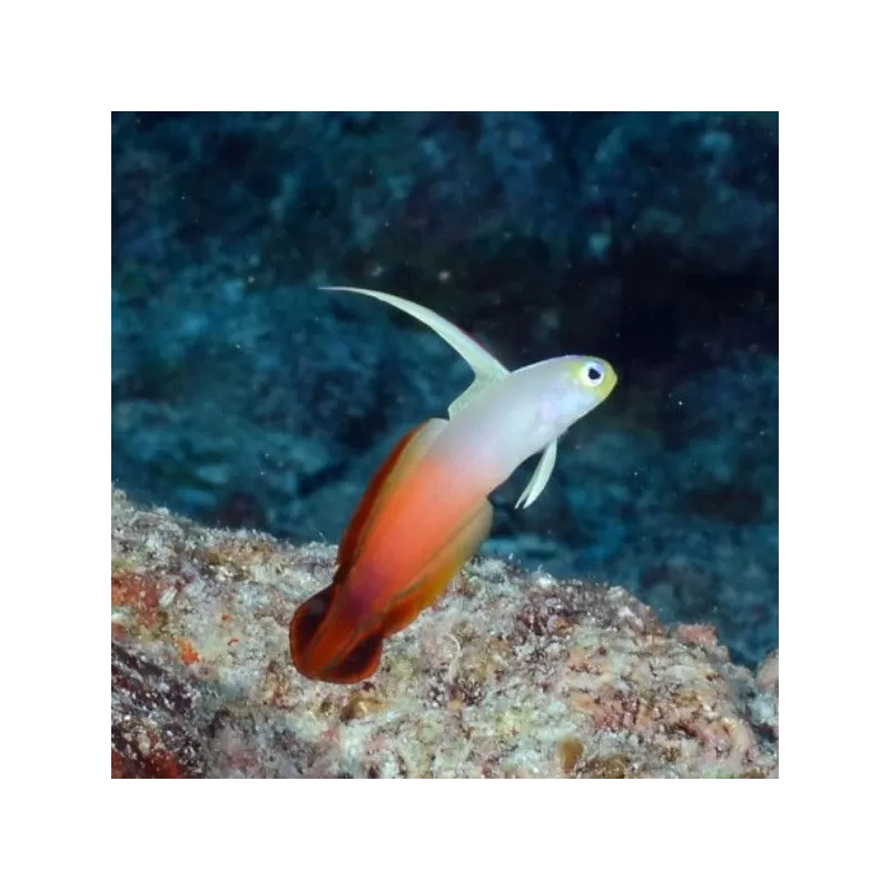 Nemateleotris Magnifica Nemateleotris Magnifica