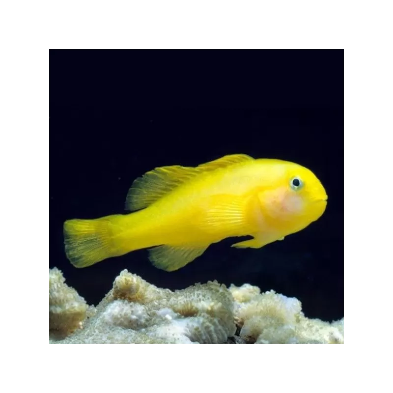 Gobiodon Okinawae Gobiodon Okinawae