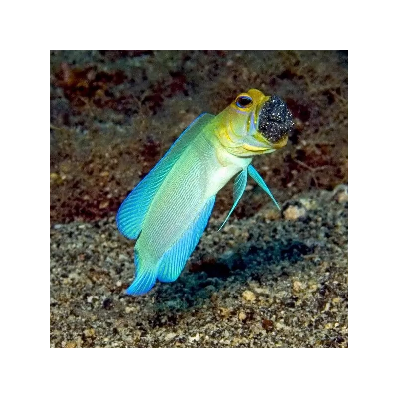 Opistognathus Aurifrons M Opistognathus Aurifrons M