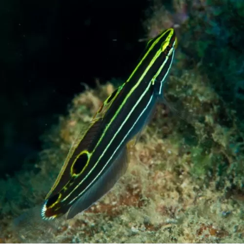 Amblygobius Hectorii