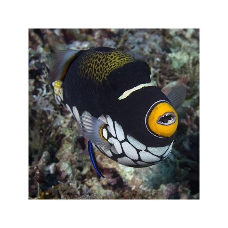 balistoides conspicilum L 15 20 cm balistoides conspicilum L 15 20 cm