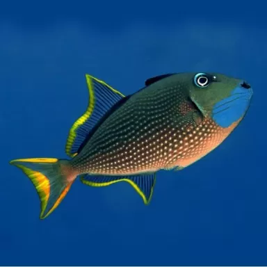 Möchten Sie Xanthichthys auromarginatus kaufen? | Coralandfishstore.nl