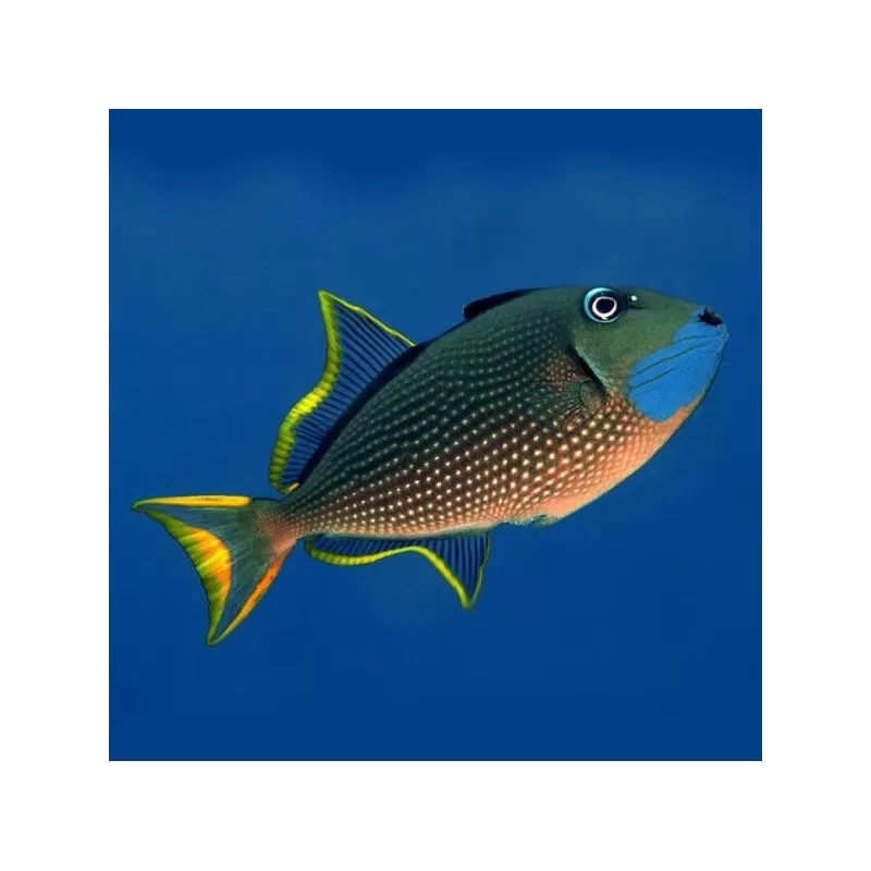 xanthichthys auromarginatus S M xanthichthys auromarginatus S M