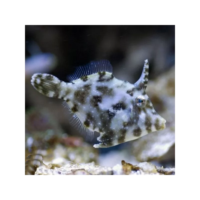 Acreichthys Tomentosus (M) Acreichthys Tomentosus (M)