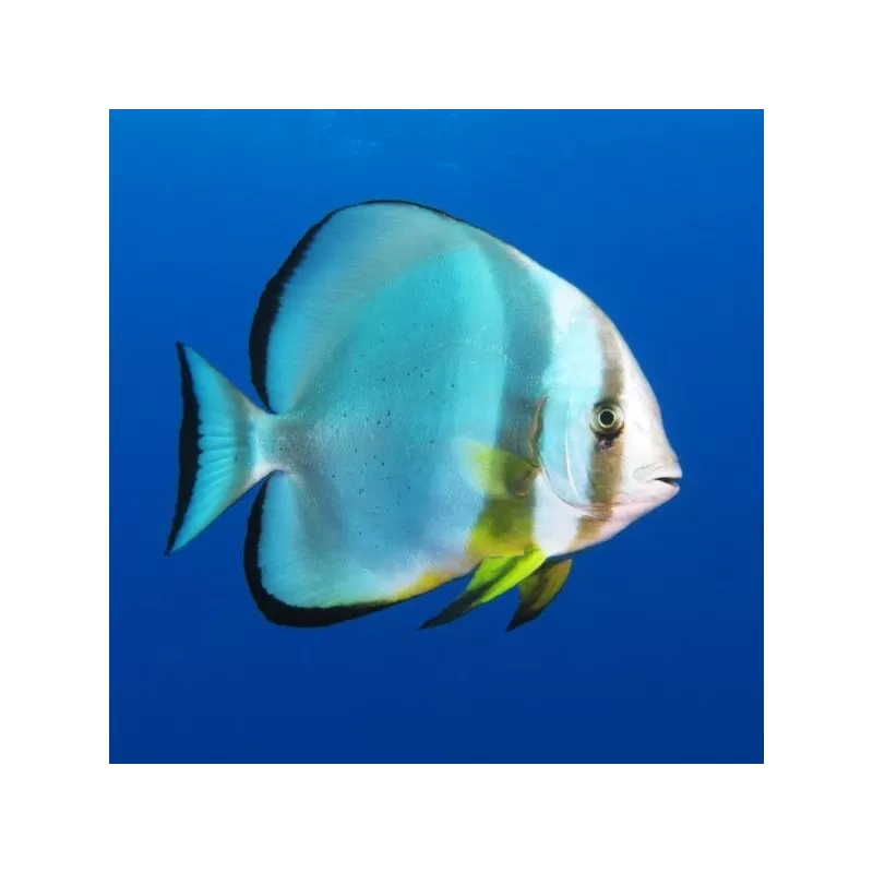 Platax orbicularis – Runder Fledermausfisch Platax orbicularis – Runder Fledermausfisch