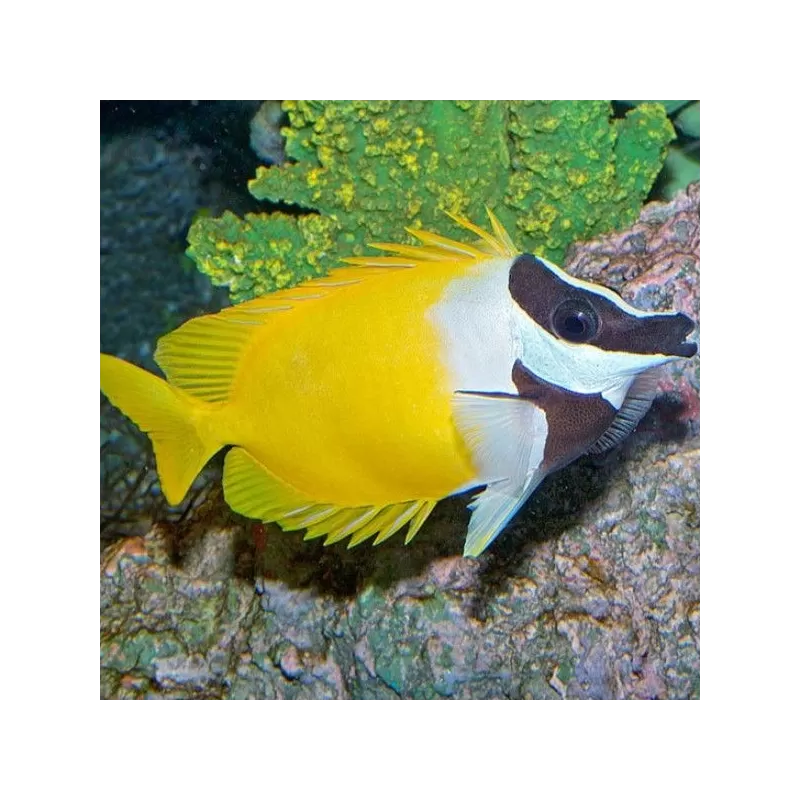 Siganus Vulpinus XL Siganus Vulpinus XL