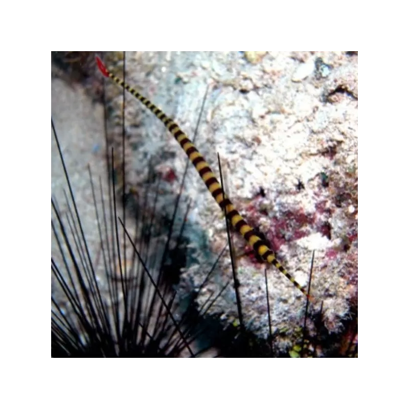 Doryrhampus Dactylophorus Doryrhampus Dactylophorus
