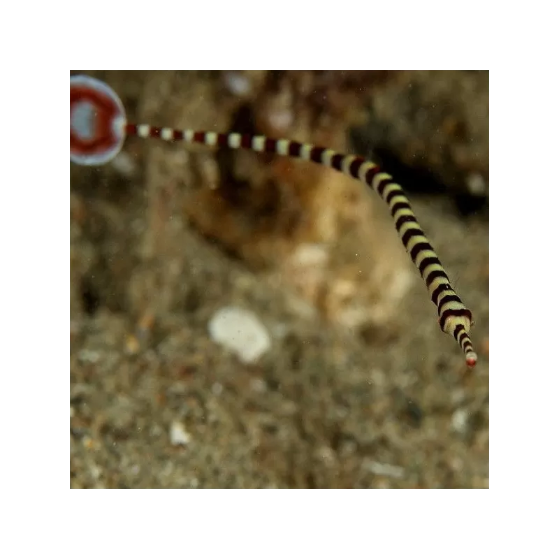 Doryrhampus Dactylophorus Doryrhampus Dactylophorus