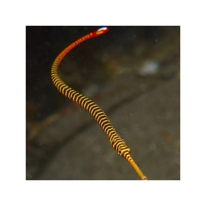 doryrhampus multiannulatus doryrhampus multiannulatus
