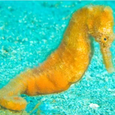 hippocampus reidi yellow M L
