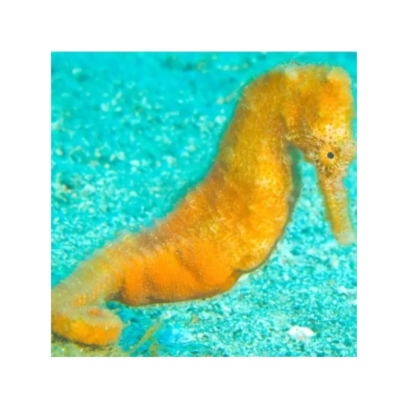hippocampus reidi yellow M L hippocampus reidi yellow M L