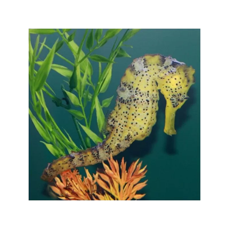 hippocampus reidi yellow M L hippocampus reidi yellow M L