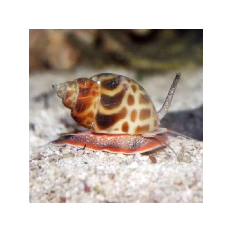 Strombus sp. Strombus sp.