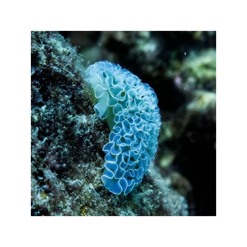 Elysia Crispata Elysia Crispata